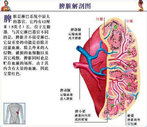 脾臟功能不好|脾臟 人體最大免疫器官